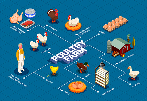 Poultry farm flowchart with chicken farm turkey goose birds eggs meat products isometric elements vector illustration