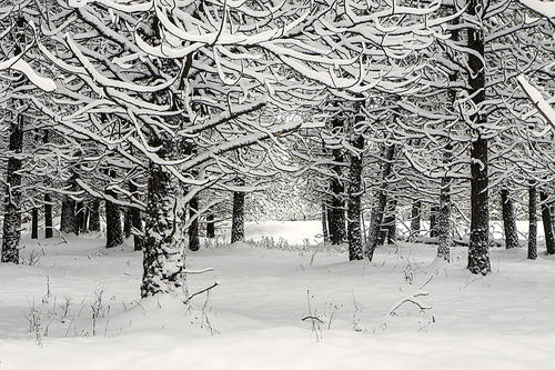 A seasonal winter landscape photo of snow covered trees in a field in north Idaho.