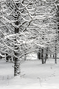A seasonal winter landscape photo of snow covered trees in a field in north Idaho.