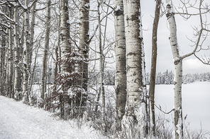 Snow covered birch trees next to a road in winter in north Idaho.
