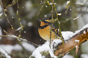 A varied thrush in a snow covered tree looking for berries.