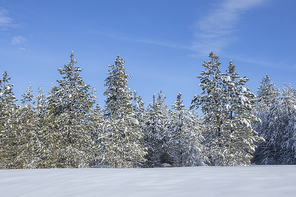 Snow covered pine trees under a blue sky near Twin Lakes, Idaho.