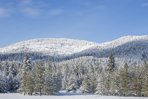 Snow covered trees and a mountain during winter in Rathdrum, Idaho.