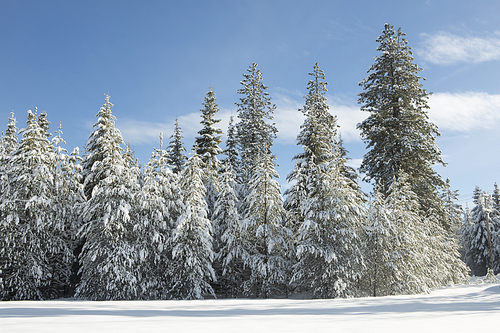 Snow covered pine trees under a blue sky near Twin Lakes, Idaho.