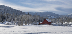 A panoramic photo of barren trees surrounding this red barn standing in a snowy field in north Idaho.