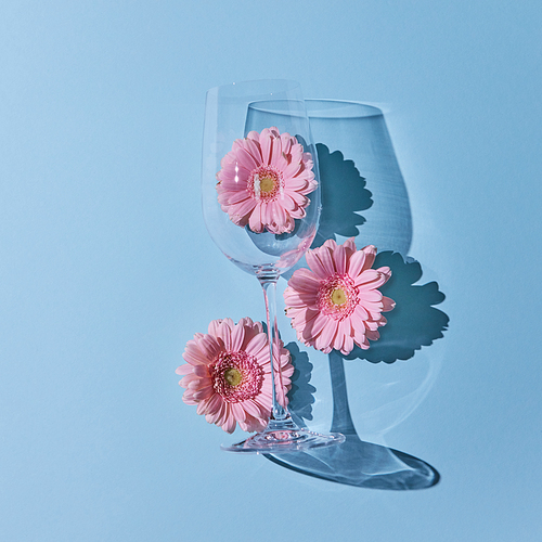 Glass of wine with pink gerberas and a reflection of shadows on a blue background. A springy concept, a postcard. Copy space for text. Flat lay