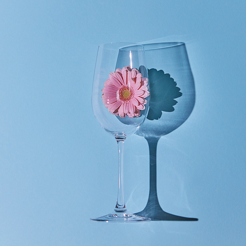 A glass with a pink gerbera and a reflection of a shadow on a blue background. Blooming concept. A layout for a postcard or background. Flat lay