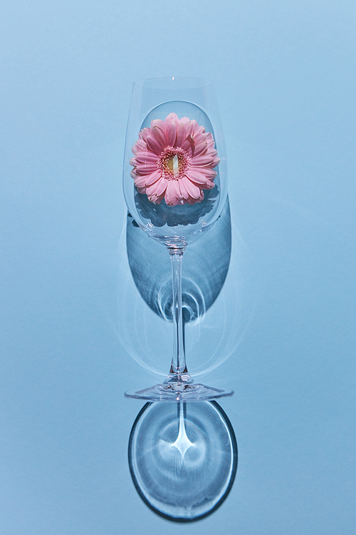 Composition of wine glass and pink gerbera. Reflection of a shadow on a blue background. A flower concept. Flat lay