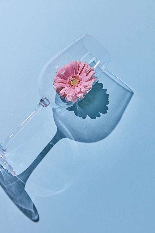 Creative composition from a glass and pink gerbera with a shadow on a blue background. Layout for greeting card or background. Minimalist concept