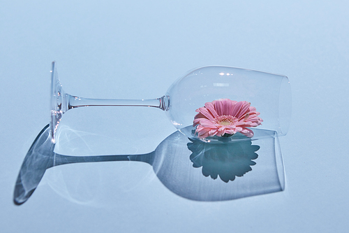 Pink gerbera in a glass. Shadow reflections on a blue background. Minimalistic flower arrangement. Spring concept. As a background or postcard