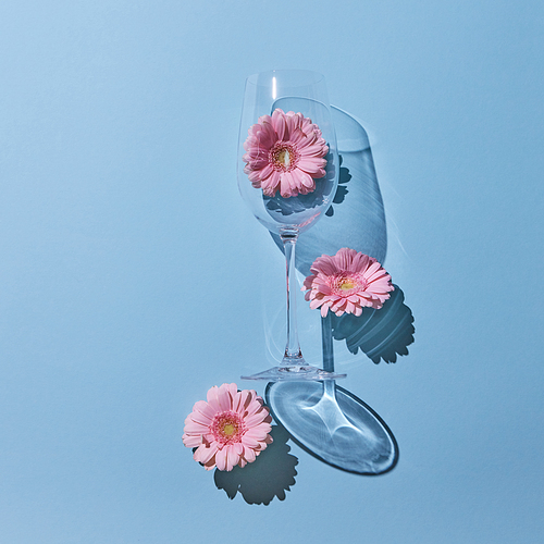 Beautiful composition of a pink gerbera flower and a glass on a blue background with a shadow. Greeting card. Flat lay