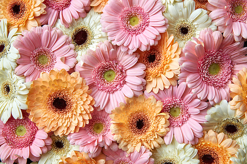 Bright floral background of gerberas, o as layout for postcards for Mother's Day or March 8. Flat lay.