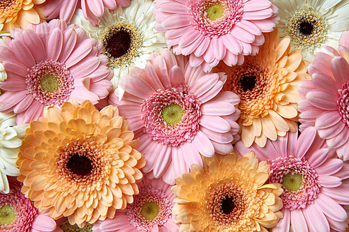 Gerbera flowers, natural background of colorful flowers. As post card for Mother's day or 8 march. Flat lay.