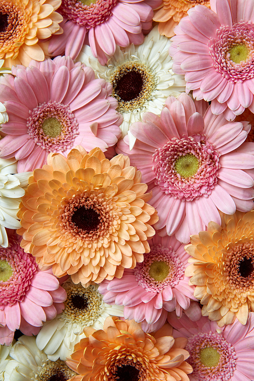 White, pink, orange gerbera, natural floral background.As a postcard or as layout for postcards for Mother's Day or March 8. Flat lay.
