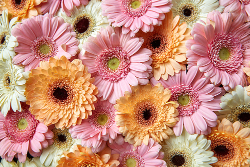 Fresh bright gerbera flowers. Floral background as layout for postcards for Mother's Day or March 8. Flat lay.