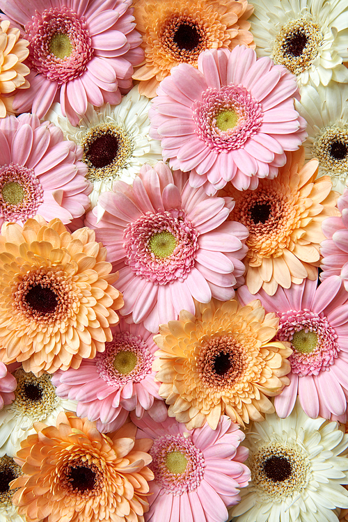 Floral background of beautiful bright gerberas for postcard to Mother's Day or March 8. Flat lay.