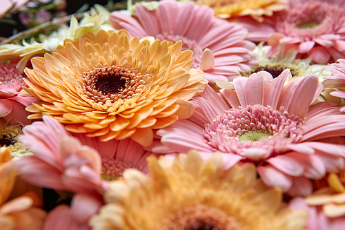 Close-up of bright fresh pink and orange gerberas, floral background. As post card for Mother's day or 8 march