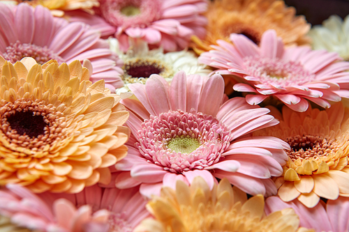 Background of bright fresh pink and orange gerberas, close-up. As layout for post card on Valentine's Day or Mother's Day