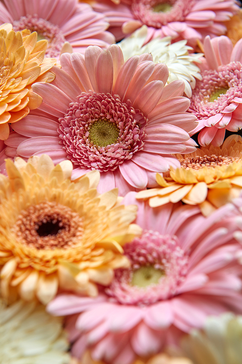 Beautiful background of colorful gerberas. Close-up, as a greeting card for Valentine's Day or Mother's Day