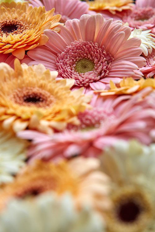 Close-up of different gerbera flowers, floral background of gerbera, as a concept for a postcard on March 8 or Mother's Day