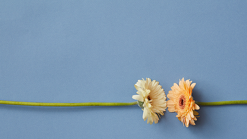 White and orange gerbera isolated on a blue paper background. Minimal flower composition. Concept game Tetris. As a concept for a postcard on March 8. Flat lay.