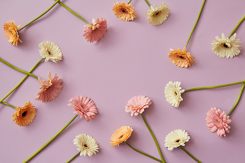 Creative pattern of various colorful gerberas on a pink paper background. Spring composition. As post card for Mother's day or 8 march with copy space. Flat lay.