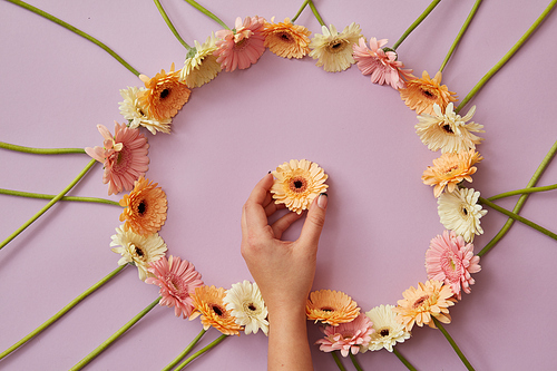 A female hand holds an orange gerbera flower in a round frame of different gerbera flowers on a pink background as post card for Mother's Day or 8 march. Top view