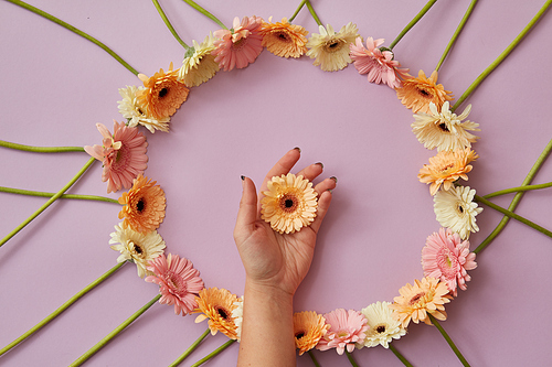 Beautiful round frame of different gerbera flowers on a pink background. A female hand holds a flower gerbera. Mothers Day concept with copy space