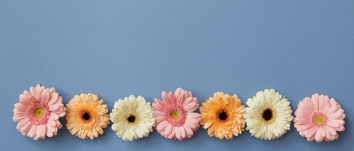 A beautiful series of colored buds of gerberas isolated on a blue background with a place under the text for the site background or greeting card