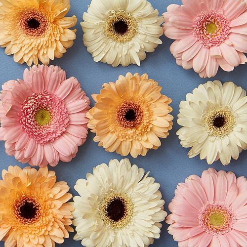 A pattern of white pink and orange gerberas on a blue paper background. as layout for post card on Valentine's Day or Mother's Day. Flat lay