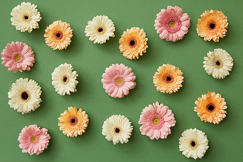pattern from colorful gerbera on a green background. Minimal spring concept. Flat lay.
