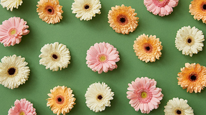 Creative pattern of brightly colored gerbera flowers on a green background from post card Mother's Day or 8 march . Flat lay