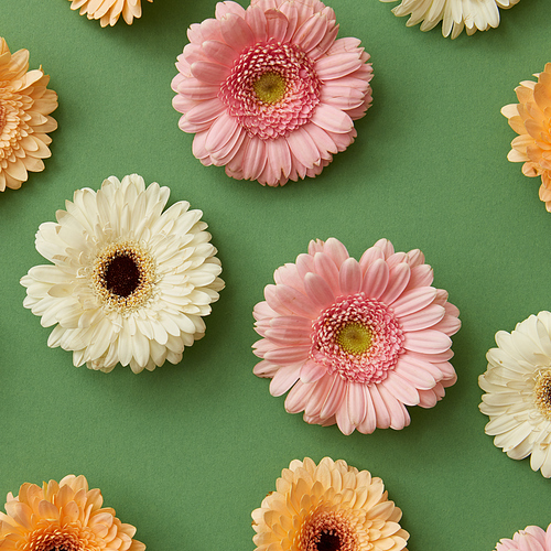 Beautiful pattern of colorful, different, fresh flowers gerbera on a green background from St. Valentine's Day postcards