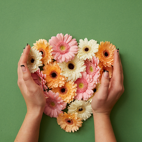 The girl's hands hold different fresh gerbera flowers on a green background. St. Valentine's Day. Mothers Day