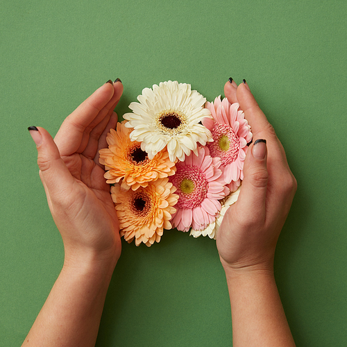 Female hands hold different gerbera flowers on a green paper background, as layout for post card on Valentine's Day or Mother's Day. Flat lay