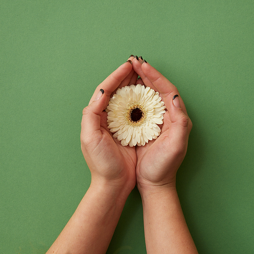 One white gerbera flower in the hands of a woman on a green paper background, as a concept for a postcard on March 8. Flat lay