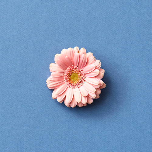 Fresh pink gerbera flower isolated on a blue background from Mother's Day or 8 march as greeting card