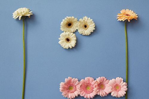 Composition in the form of figures from different colors of gerberas on a blue background. The concept of playing tetris. Flat lay.