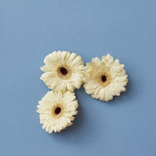 A minimalistic composition of three white gerberas on a blue background. The figure from the game Tetris. Flat lay.