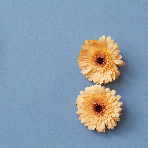 Three orange gerbera flowers on a blue background. The concept of the figure from the game Tetris. Flat lay.