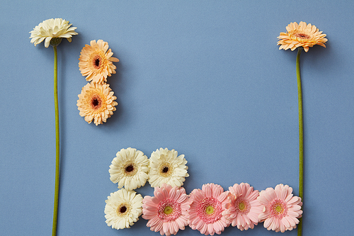 White, orange, pink gerbera on a blue background in the form of Tetris figurines, concept game Tetris. Creative composition of flowers. Flat lay.
