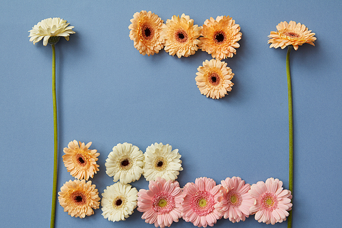 Flower composition of white, pink and orange gerberas on a blue paper background. The concept of playing tetris. Flat lay.