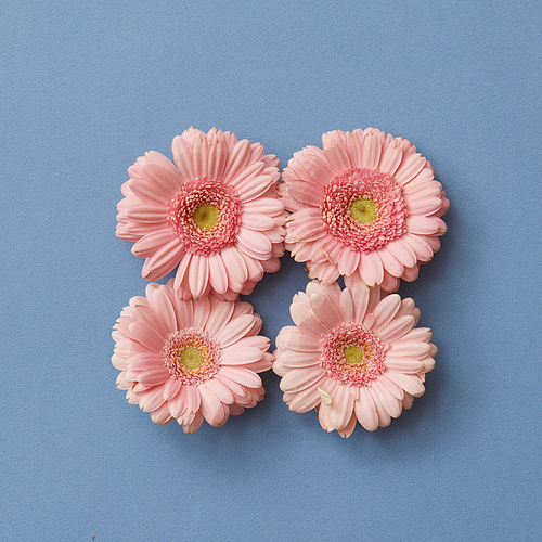 Pink gerbera flowers in the shape of a square, a figure with a tetris game on a blue paper background. Flat lay.