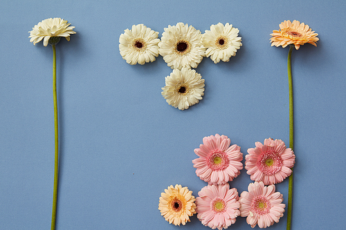 Figures from the game Tetris made from different gerberas on a blue paper background. Spring flower composition. Flat lay.