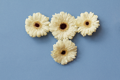 White gerbera flowers in the form of a figure from a tetris game, on a blue paper background. Minimal spring concept. Flat lay.