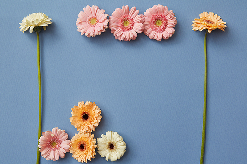Creative pattern of colorful gerberas on a blue paper background. Figures from the game Tetris. Blooming concept. Flat lay.