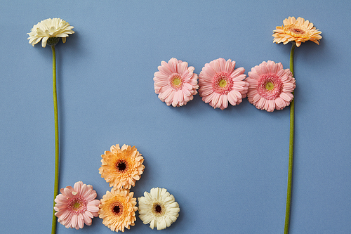 Figures from the game Tetris made from gerberas on a blue paper background. Spring flower composition. Flat lay.