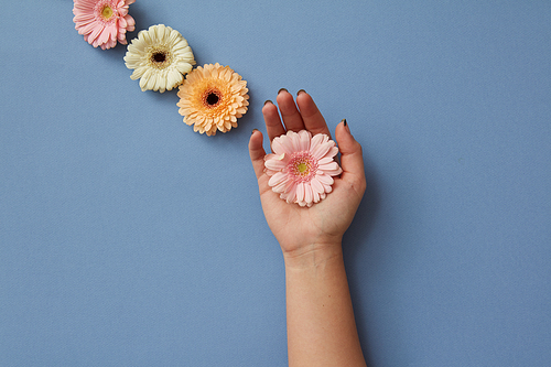 A composition of gerberas, a girl's hand holds a pink flower on a blue background. Creative layout as postcard . Flat lay. Spring minimal concept.