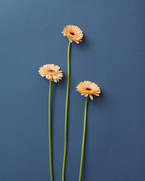 Three beige gerberas on a dark blue background. Layout for a greeting card on March 8 with copy space