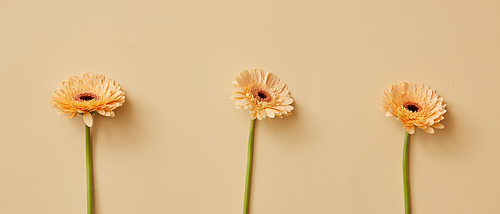 Creative concept made of beige gerberas on a beige background with copy space. 8 march on Mother's day concept.